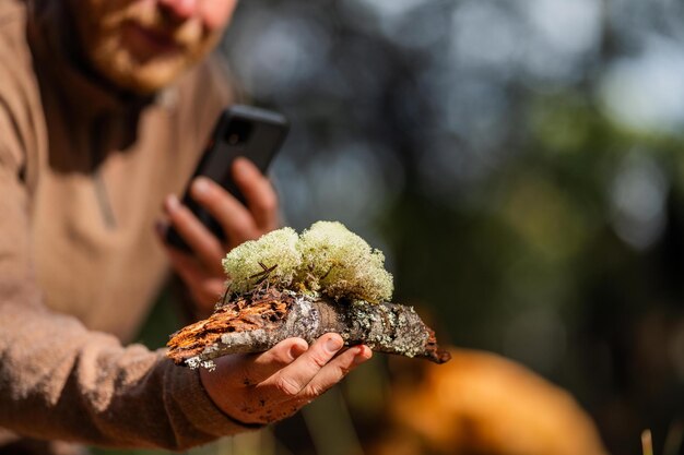 lignin and moss growing on a tree in the forest in the australian bush university student researching fungus and fungal decomposition in the bush