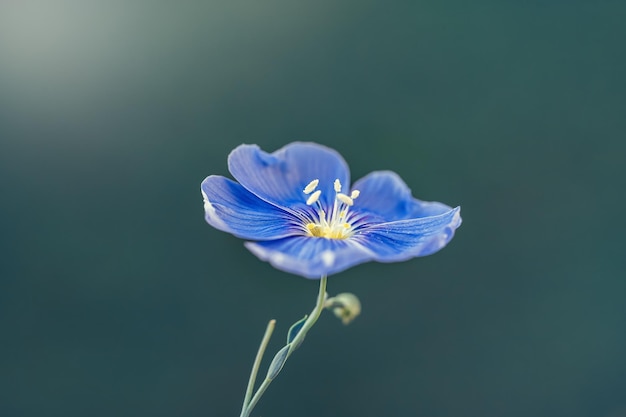 Lijnbloem of linum perenne op natuurlijke blauwe achtergrond Macro shot Natuur achtergrond