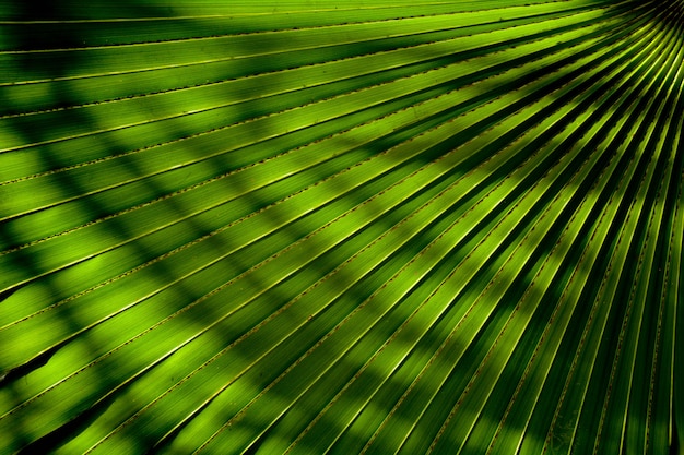 Lijnen en texturen van groene palmbladen met schaduw