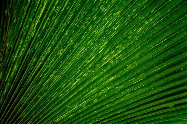 Lijnen en texturen van groene palmbladen