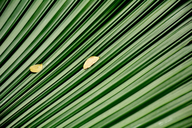 Lijnen en texturen van groene palmbladeren