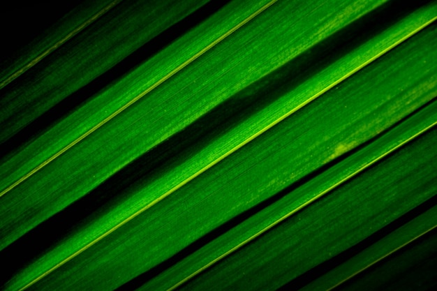 Lijnen en texturen van groene palmkokosnotenbladeren