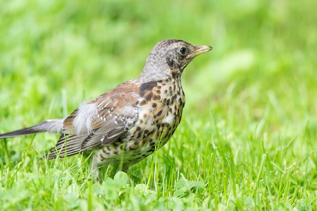 Lijster grasslander op het gras