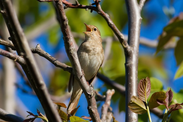 Lijster Nachtegaal Luscinia luscinia Een vogel zit op een boomtak en zingt