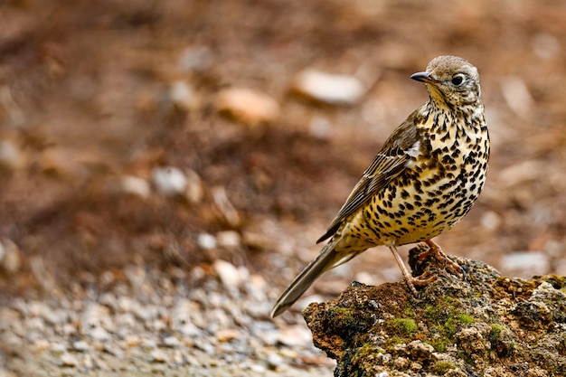 Foto lijster of turdus viscivorus zat op een rots