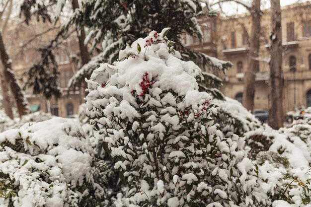 Lijsterbes in de sneeuw