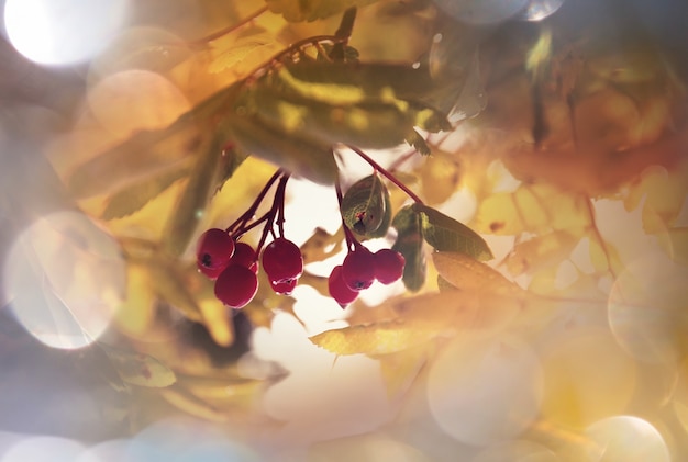 Lijsterbes in het herfstseizoen