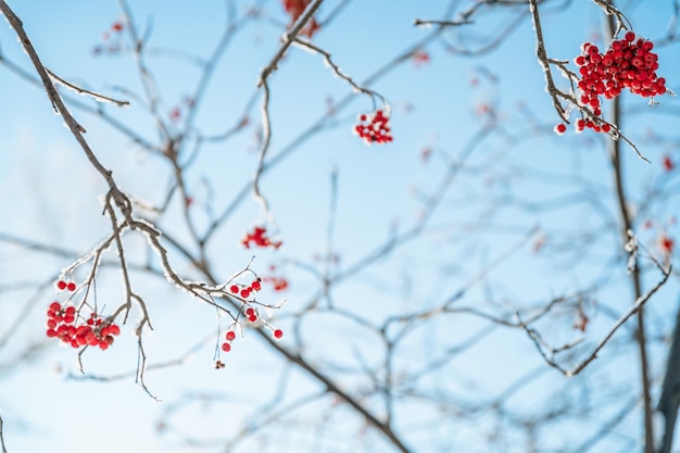 Lijsterbes op sneeuw natuurlijke de winterachtergrond