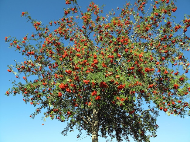 Lijsterbes (Sorbus aucuparia) met zijn herfstvruchten