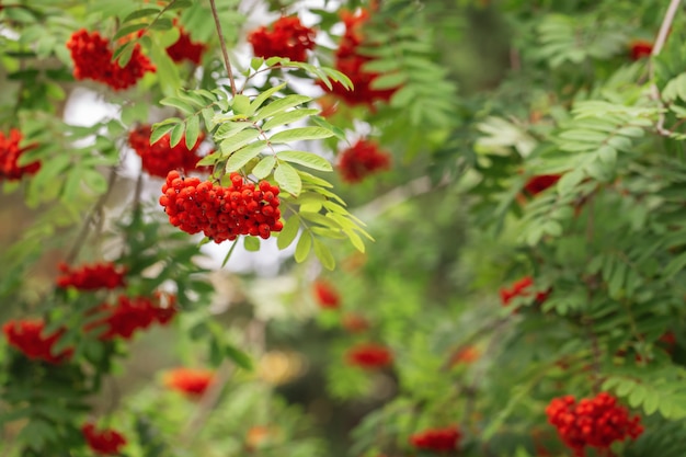 Lijsterbesboom op groen vaag