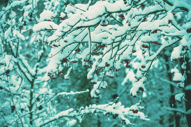 Lijsterbesboomtakken met trossen lijsterbes bedekt met sneeuw