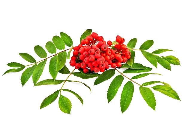 Lijsterbessen zijn rood met groene bladeren geïsoleerd op een witte achtergrond