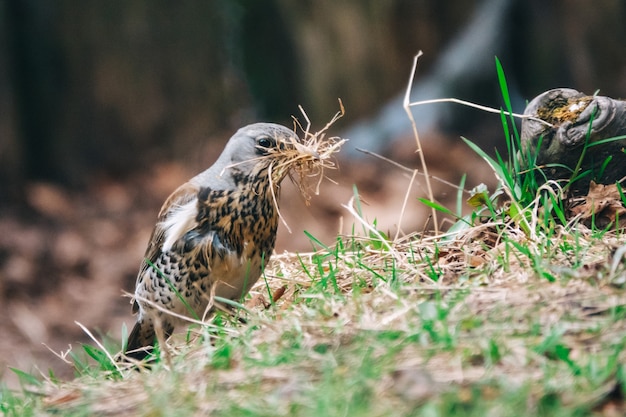 Lijstervogel verzamelt droog gras voor nest