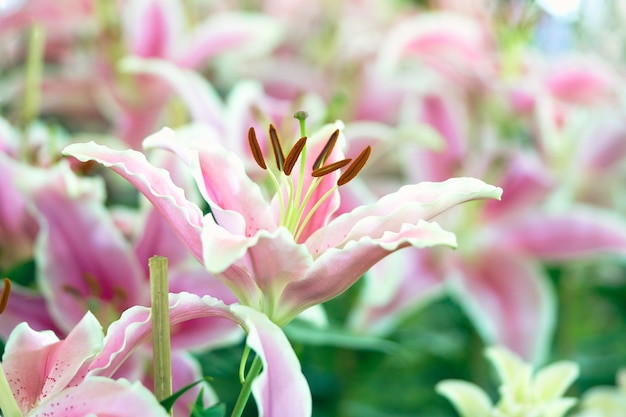 Lil White (Lily, Lilium hybrids) Blooming in the garden