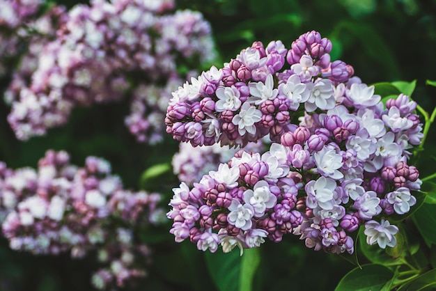 Lila bloeiend in de lentetuin buiten