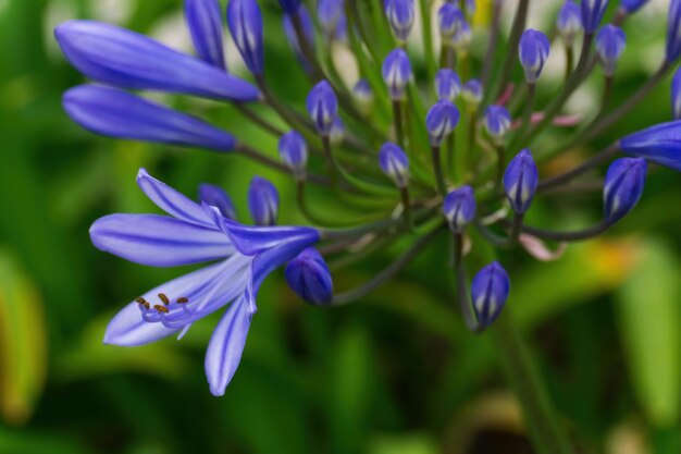 Foto lila bloeiwijzen van afrikaanse agapanthus in de tuin