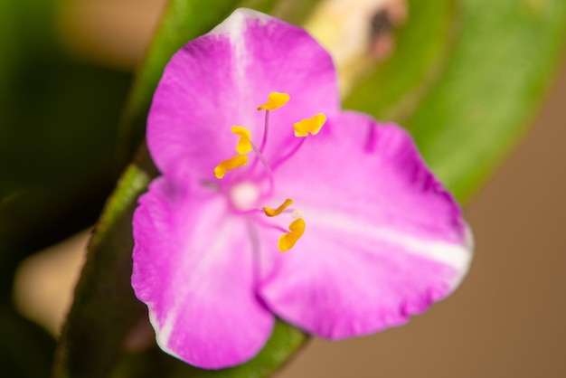 Lila bloem kleine en mooie lila bloem in een tuin in Brazilië selectieve focus