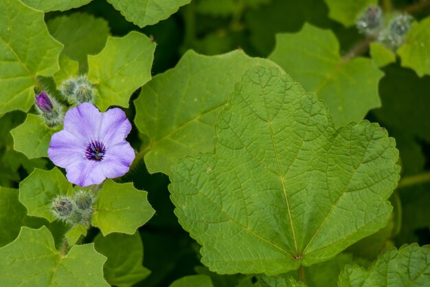 lila bloem te midden van gefocuste groene bladeren