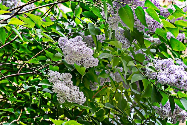 Lila bloemen aan de boom paars