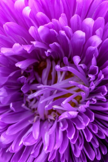 Lila bloemen aster close-up macrofotografie