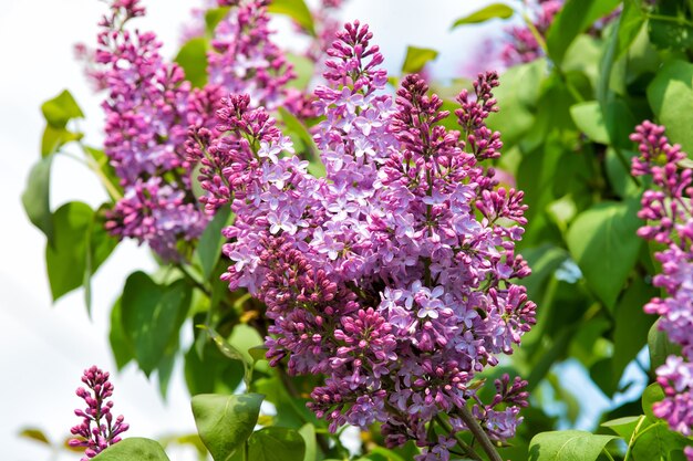 Lila bloemen bloeien op boom op zonnige dag, lente. Bloesem, bloei, bloei. Lente seizoen concept. Natuur, schoonheid, milieu. Nieuw leven, groei.