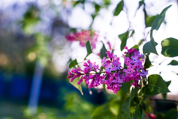 Lila bloemen Een mooie bos lila close-up Lilac Flowerin