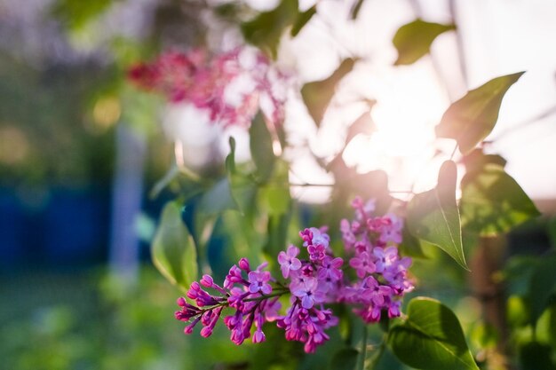 Lila bloemen een mooie bos lila close-up lilac flowerin