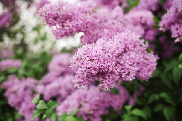 lila bloemen in de tuin