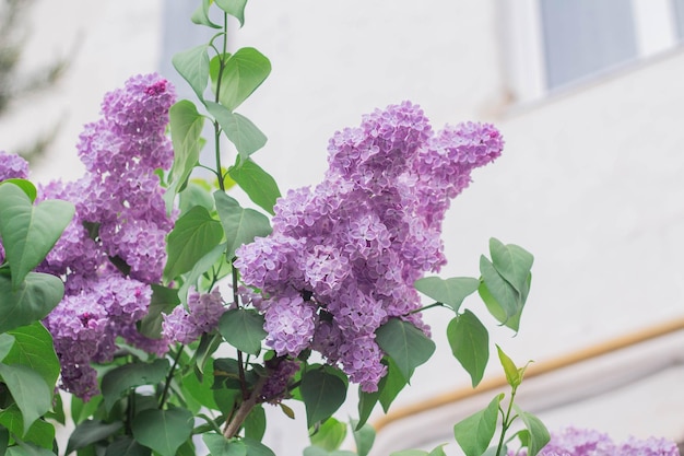 Lila bloemen Prachtige bloemen van lila