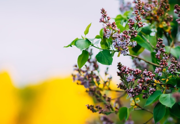 Lila bloemen Syringa vulgaris plant in bloeiseizoen