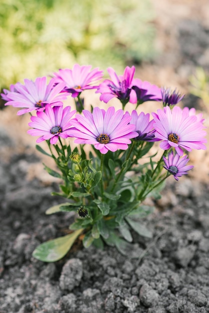 Lila bloemen van osteospermum in de zomer in de tuin