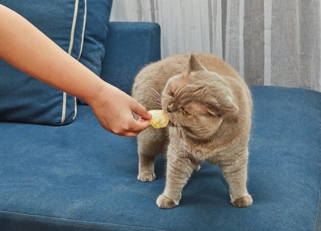 Lila britse kat eet chips uit de handen van de gastvrouw.