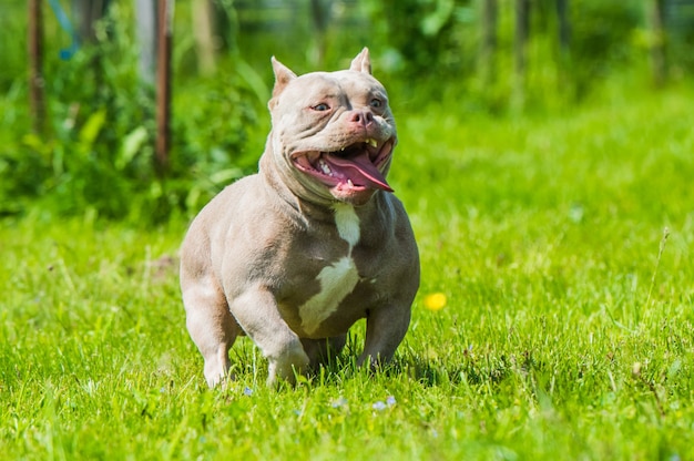 Lila kleur American Bully hond beweegt op groen gras