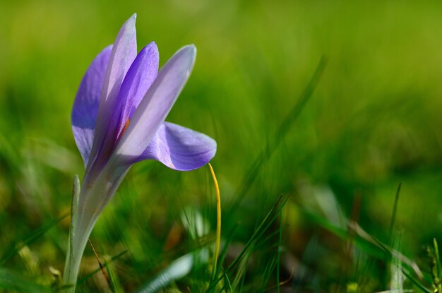 Lila krokus in het voorjaar