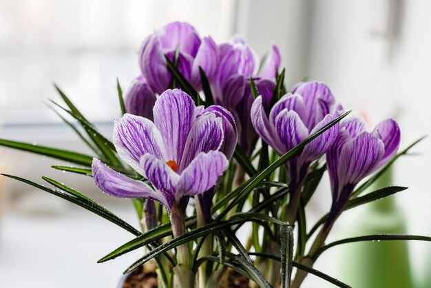 Lila krokussen close-up bij het raam