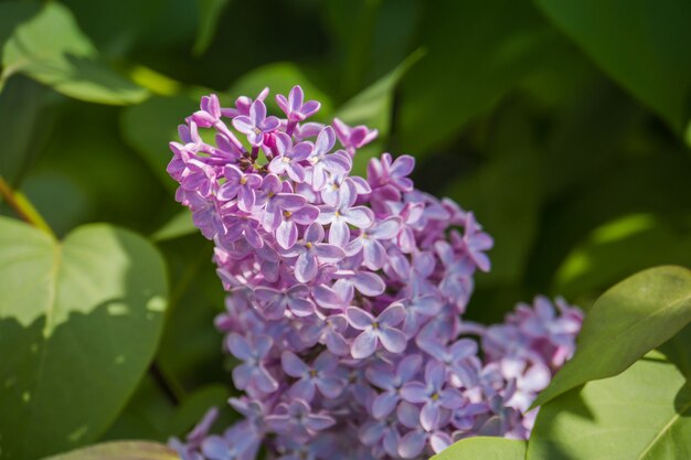 Lila Lentebloemen