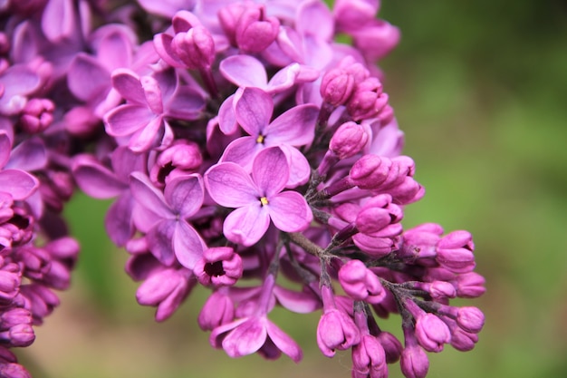 Lila paarse bloem close-up mooie achtergrond