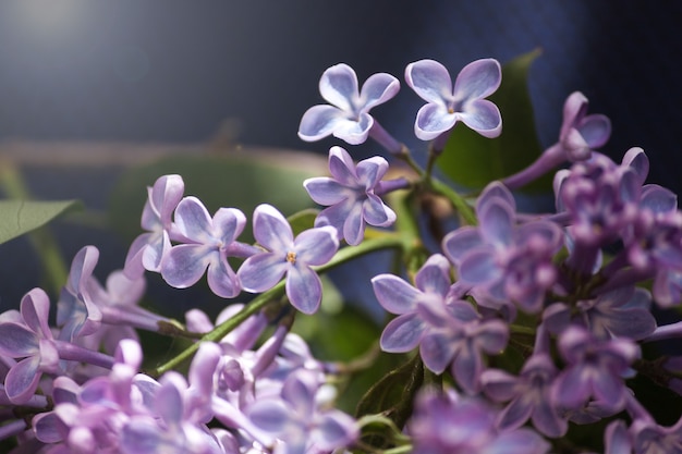 Lila paarse tak bloem bloei, lente, zomer achtergrond