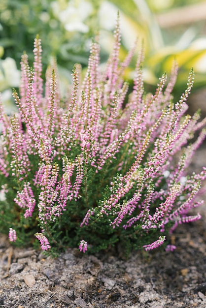 Lila roze heide bloeit in de herfst in de tuin