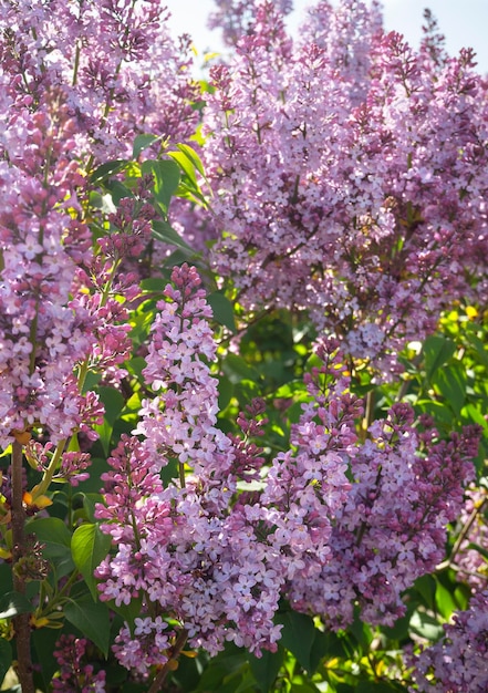 Foto lila syringa vulgaris bloeit warme lente zonnige dag