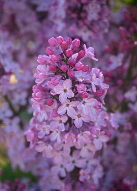 Lila syringa vulgaris bloeit warme lente zonnige dag