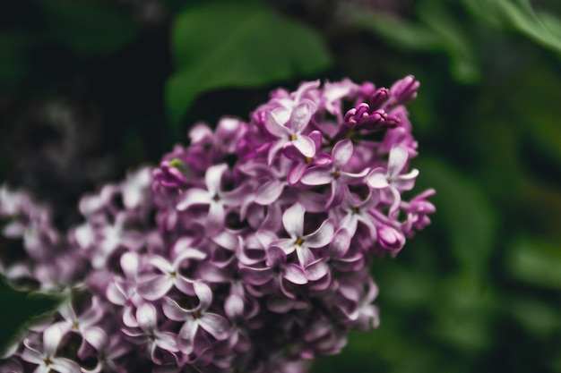 Lila tak van een struik. de lentetak met de lente lila bloemen