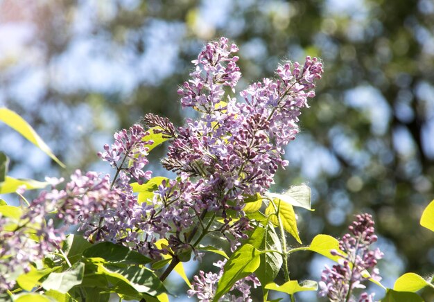 Lila takken met paarse bloemen