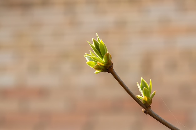 Lila toppen op een tak in het vroege voorjaar in maart of april met horizontaal formaat blootstelling aan de zon met kopie ruimte. Foto van een herlevende tot bloei komende natuur