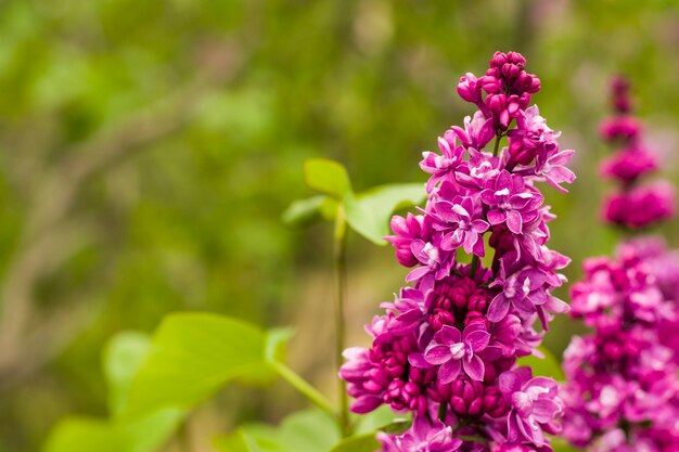 Lila tuin, kleurrijke lila bloesem en bloem, lentebloem, Tbilisi botanische tuin