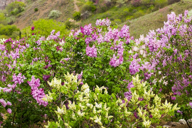 Lila tuin, kleurrijke lila bloesem en bloem, lentebloem, Tbilisi botanische tuin