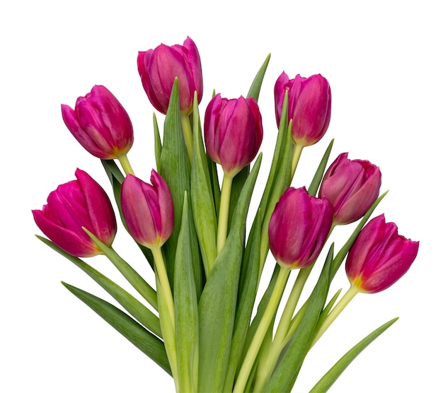 Lila tulp bloem op whitebackground liefde internationale vrouwen dag Moederdag en Happy Valentine dag concept