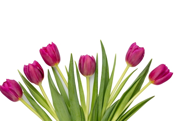 Lila tulp bloem op whitebackground liefde internationale vrouwen dag Moederdag en Happy Valentine dag concept