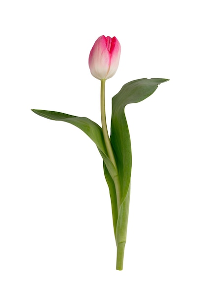 Foto lila tulp bloemen op witte achtergrond