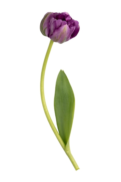 Foto lila tulp bloemen op witte achtergrond